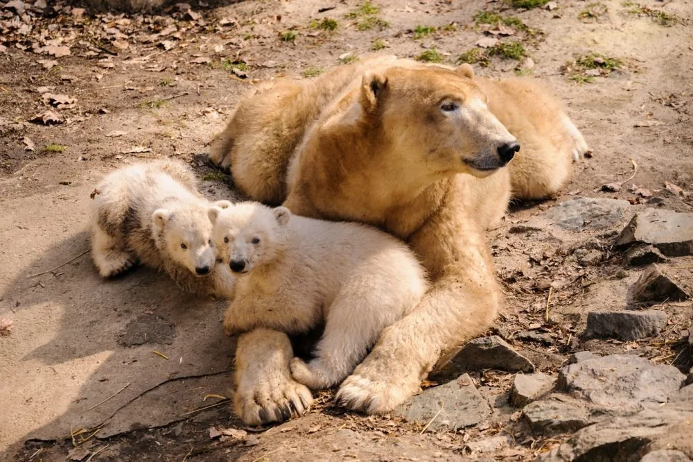 Medvíďata z brněnské zoo