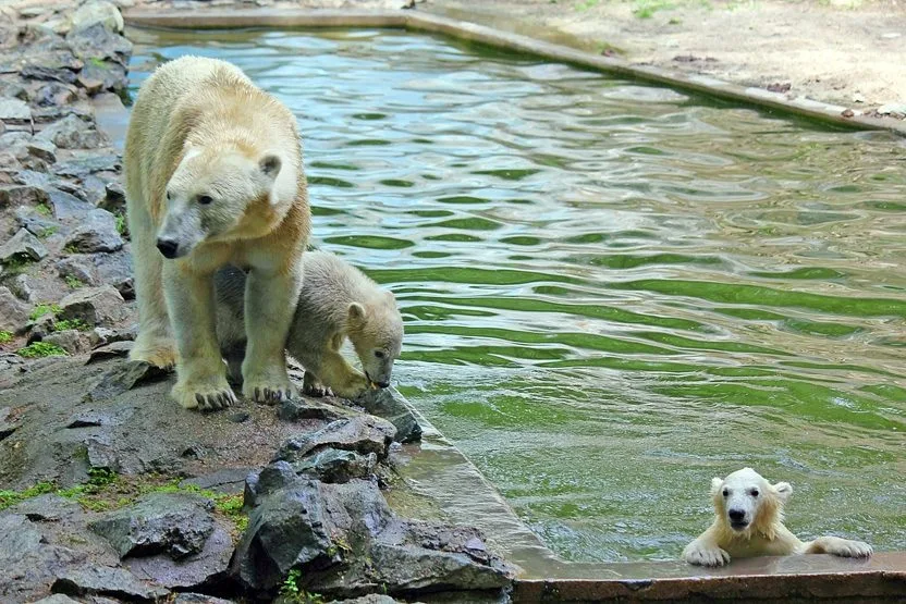 Foto: Brněnská ZOO