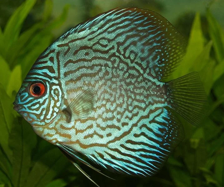 Symphysodon discus, foto: wikipedia.org