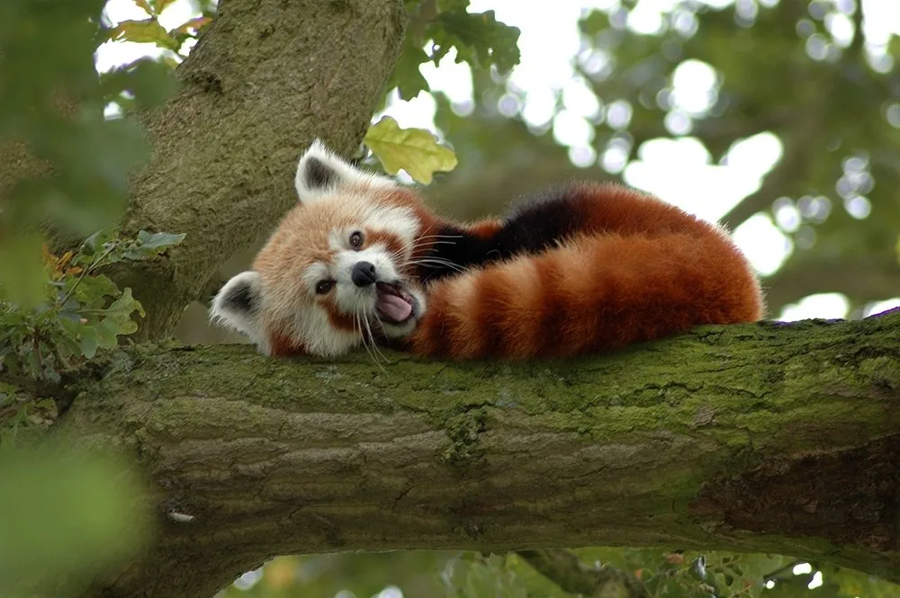 Panda červená, foto: Wikipedia.org