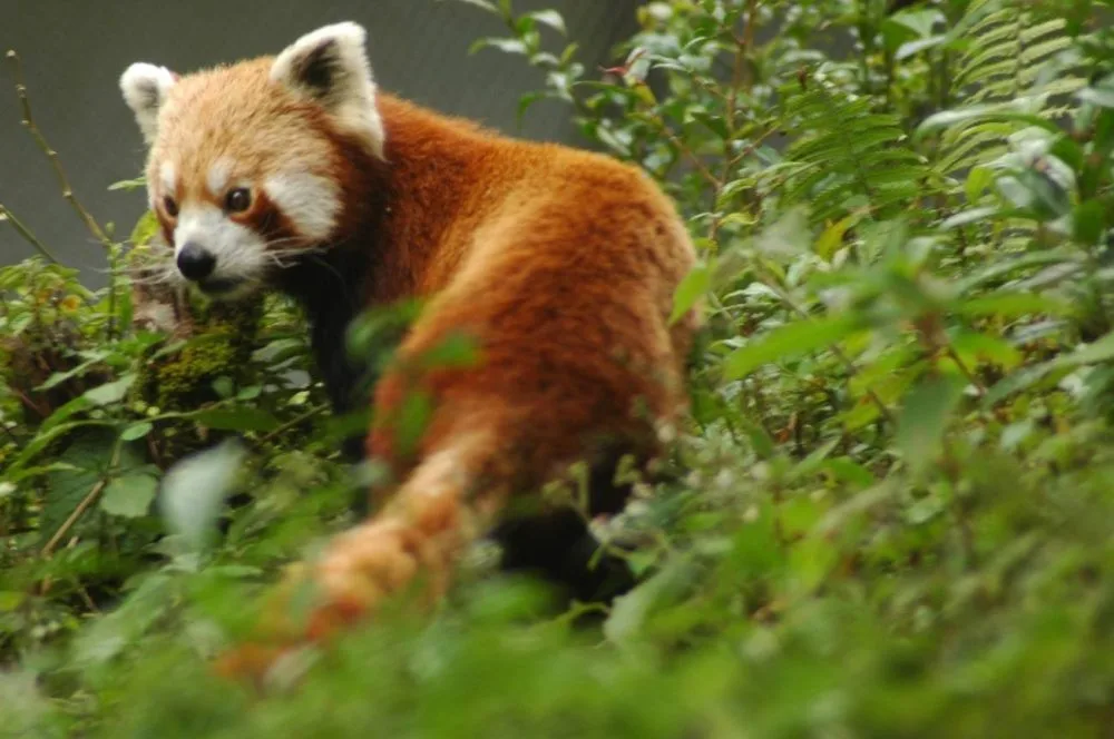 Panda červená, foto: Wikipedia.org