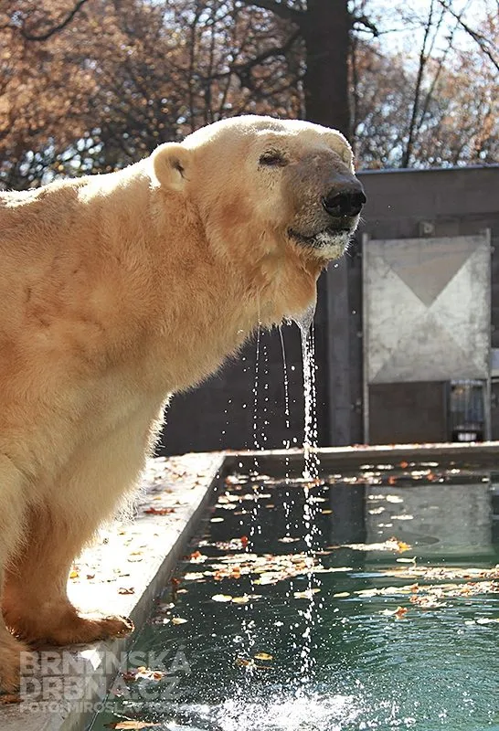 Nový bazén pro lední medvědy v brněnské zoo, foto: Brněnská Drbna