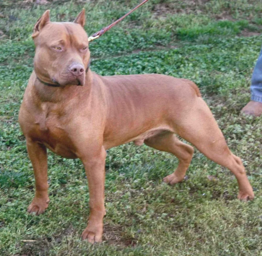 Pitbulteriér, ilustrační foto, zdroj: Animalpictures.com