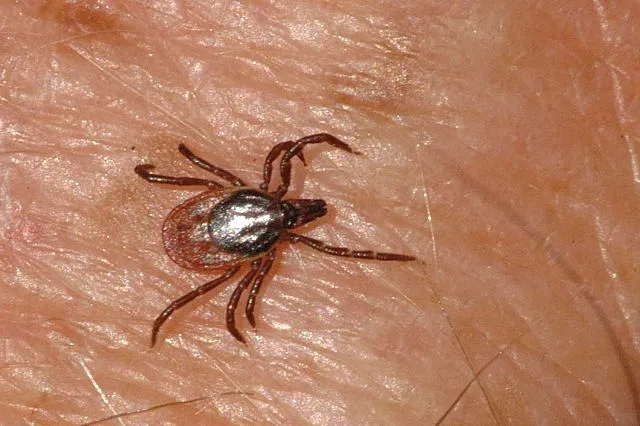 Klíště, ilustrační foto, wikipedia.org