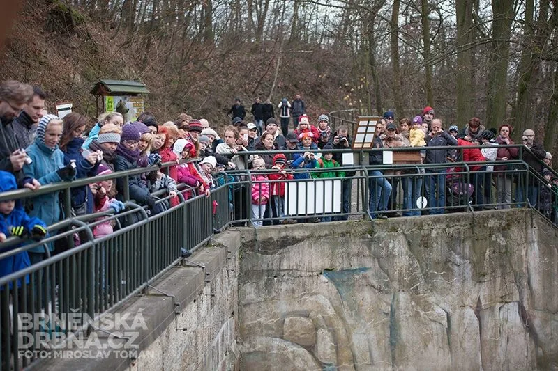 Medvíďatům přišla popřát spousta brňanů, foto: Brněnská Drbna