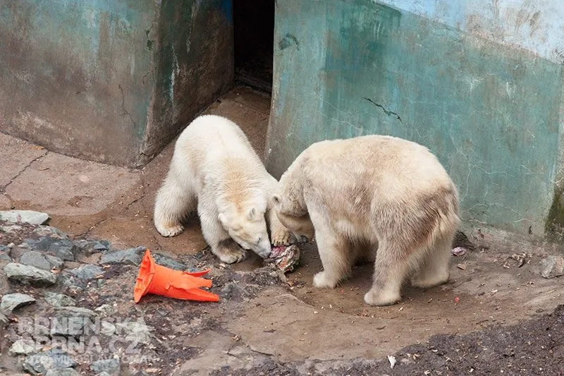 Medvědi si pochutnávají na speciálním narozeninovém dortu, Zoo Brno, foto: Brněnská Drbna