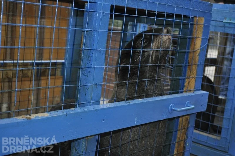 Lachtan čeká na vypuštění, foto: Brněnská Drbna, Anna Bromová