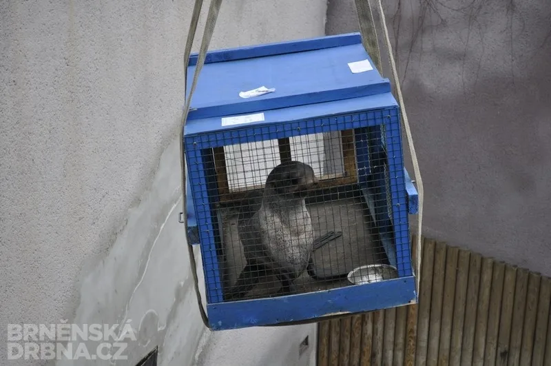Stěhování lachtanů, foto: Brněnská Drbna, Anna Bromová