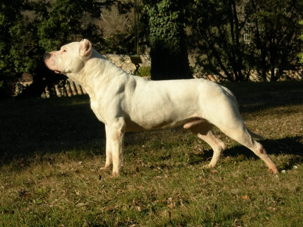 Argentinská doga, ilustrační foto, www.wikipedia.org