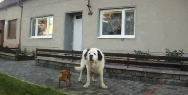 Bernardýn a ratlík se toulali v Chrlicích, foto: Městská policie Brno