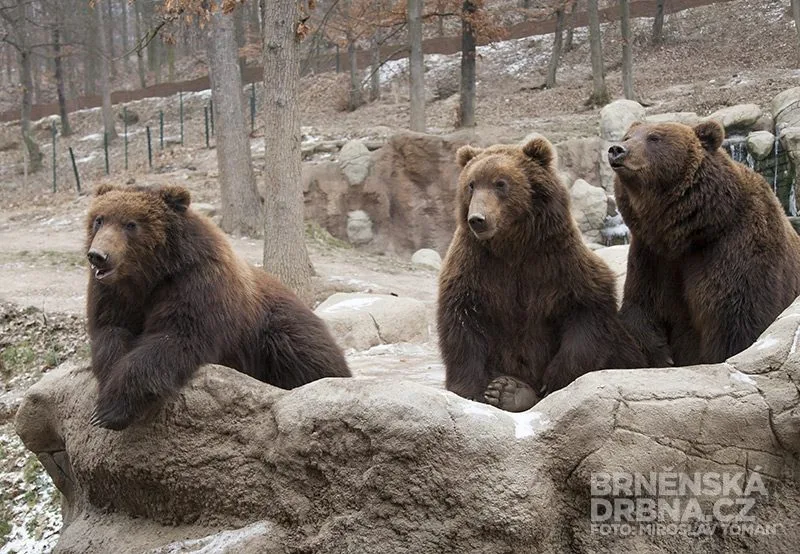 Medvědi kamčatští oslavili druhé narozeniny. Zleva Kuba, Toby a jejich matka Kamčatka, foto: Brněnská Drbna, Miroslav Toman