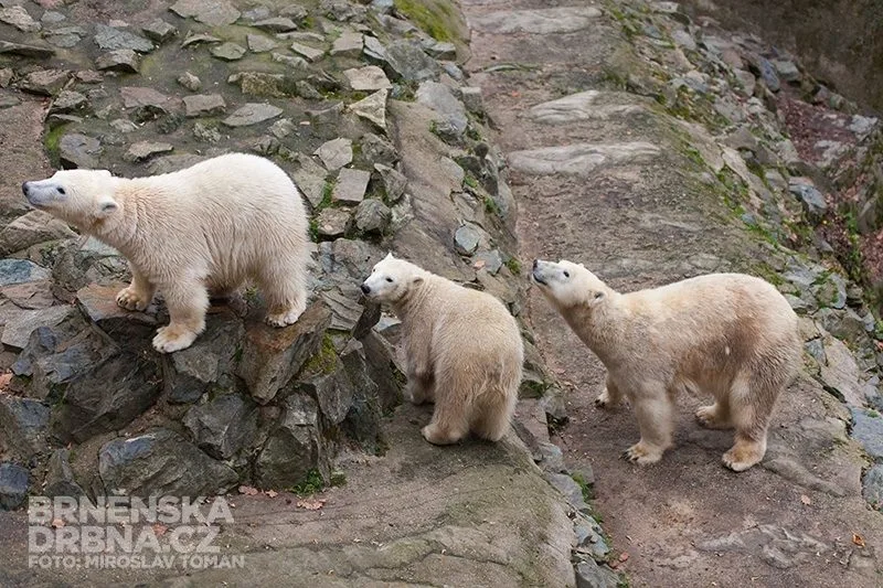 Kometa, Nanuk a jejich matka Cora už dlouho pohromadě nezůstanou, foto: Brněnská Drbna, Miroslav Toman