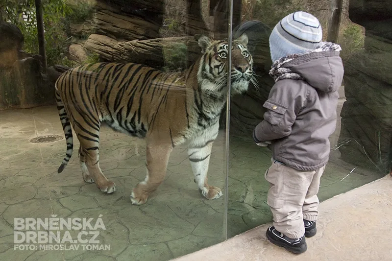 Tygřice Satu je jednou z hvězd brněnské zoo, foto: Brněnská Drbna, Miroslav Toman