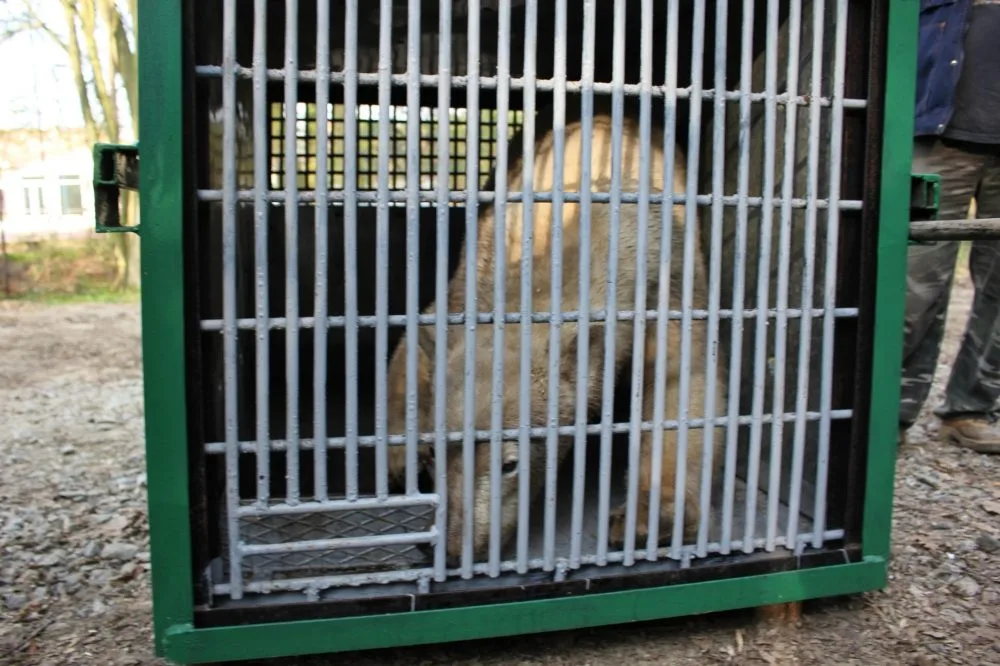 Lední medvědice Kometa opustila brněnskou zoo, foto: Zoo Brno