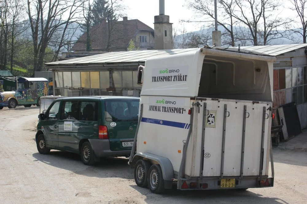 Lední medvědice Kometa opustila brněnskou zoo, foto: Zoo Brno