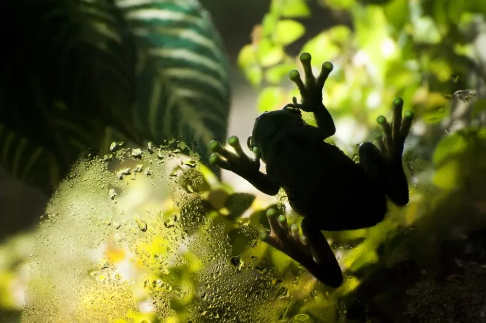 Vítězný snímek Michaely Dvořákové - Rosnice siná, foto: Zoo Brno