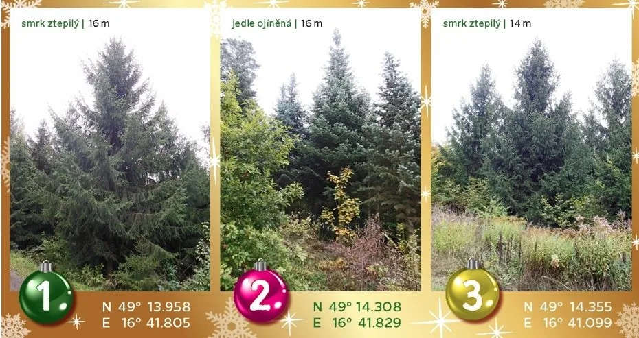 Vánoční strom na náměstí Svobody se rozsvítí 28. listopadu
