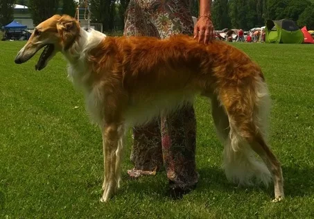Barzoj Saša