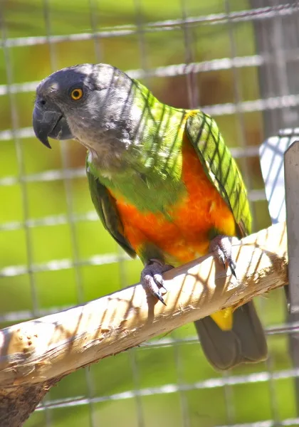Papoušek Senegalský. Foto: papouscizoo.cz