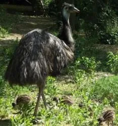 Emu, foto: zoobrno.cz