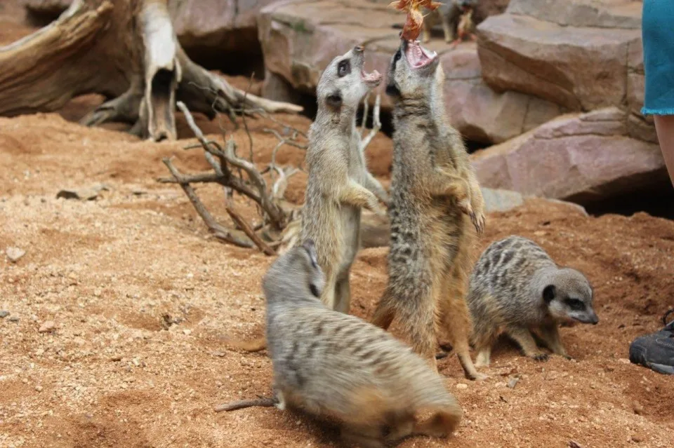 Surikaty, foto: www.zoobrno.cz