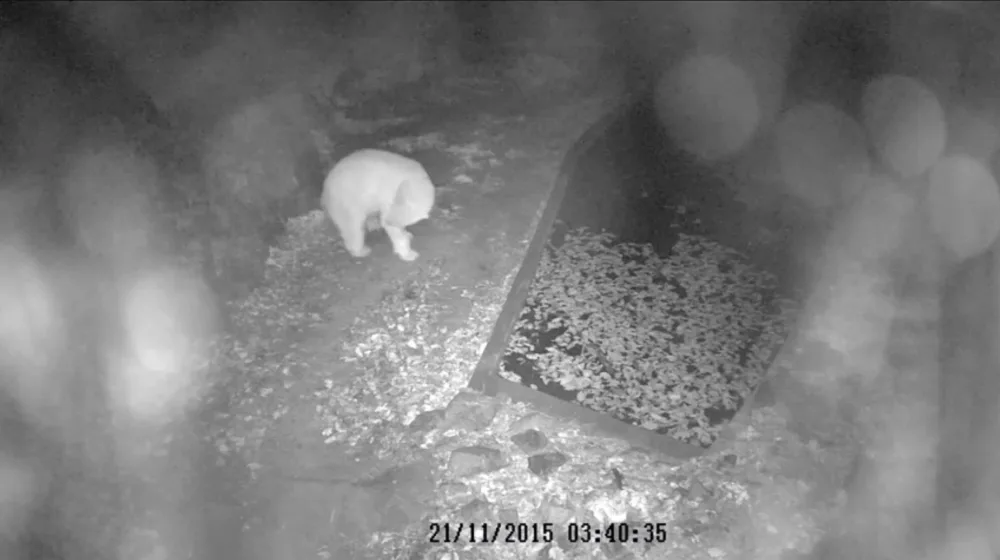 Medvědice Cora a mládě, foto: Zoo Brno