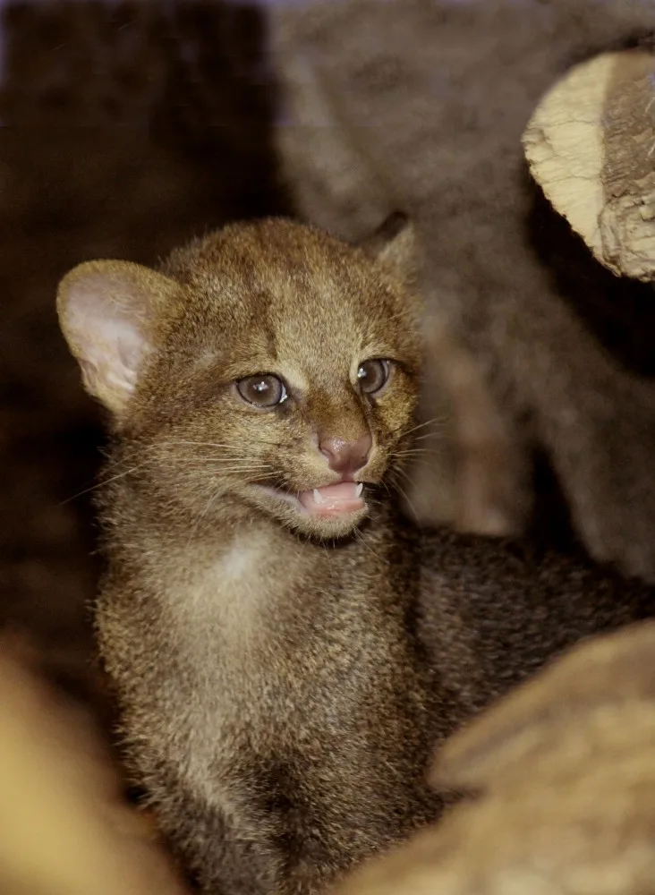 Kotě jaguarundi