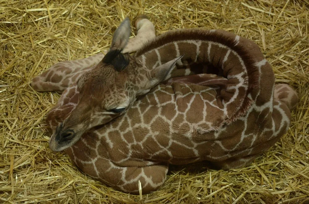 Foto: Zoo Brno
