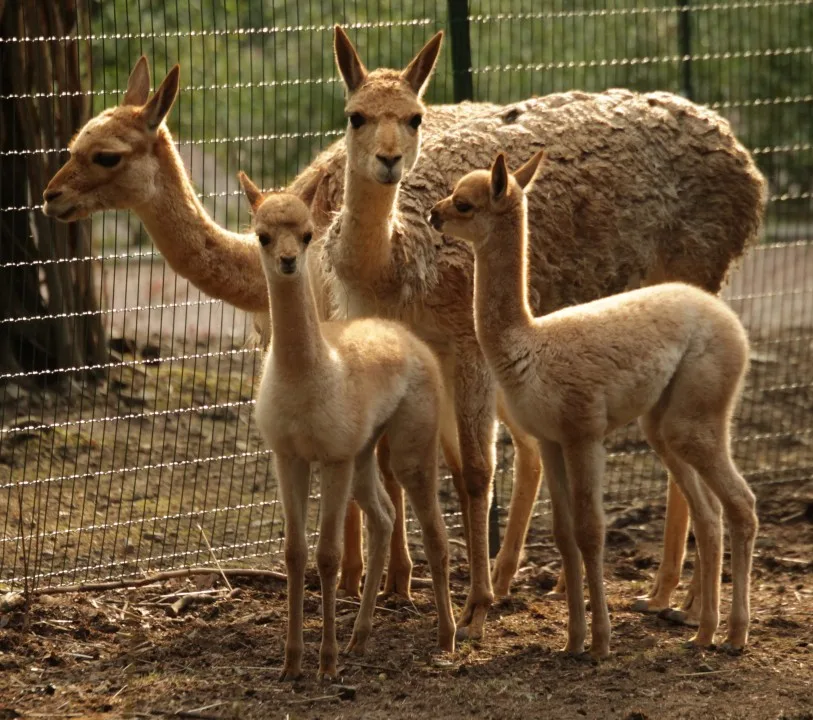 Lama Vicugna, foto: Zoo Brno