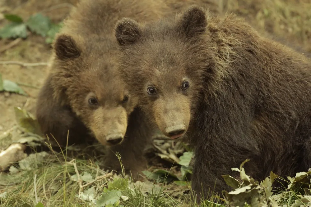 Foto: Zoo Brno