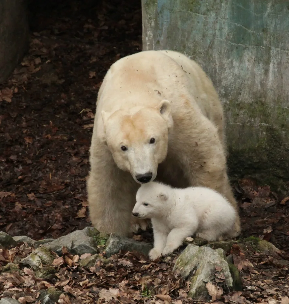Cora a mládě, foto: Zoo Brno