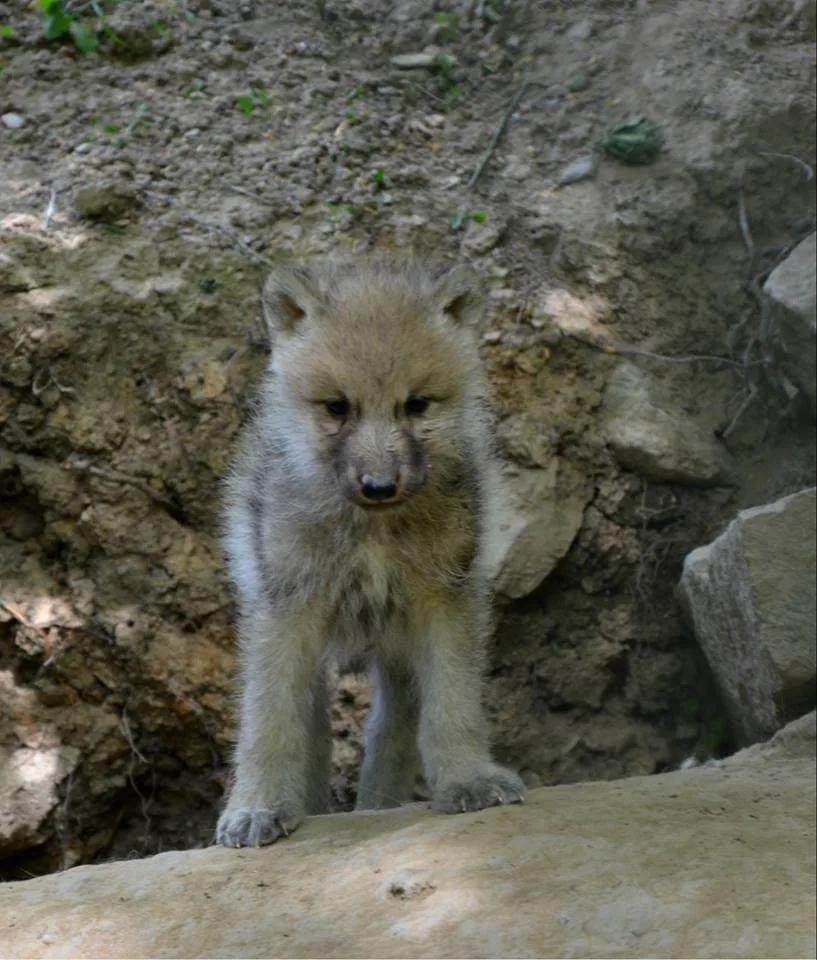 Vlče, foto: Zoo Brno