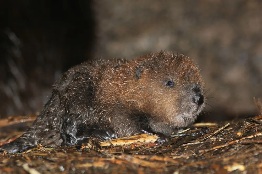 Foto: Zoo Brno