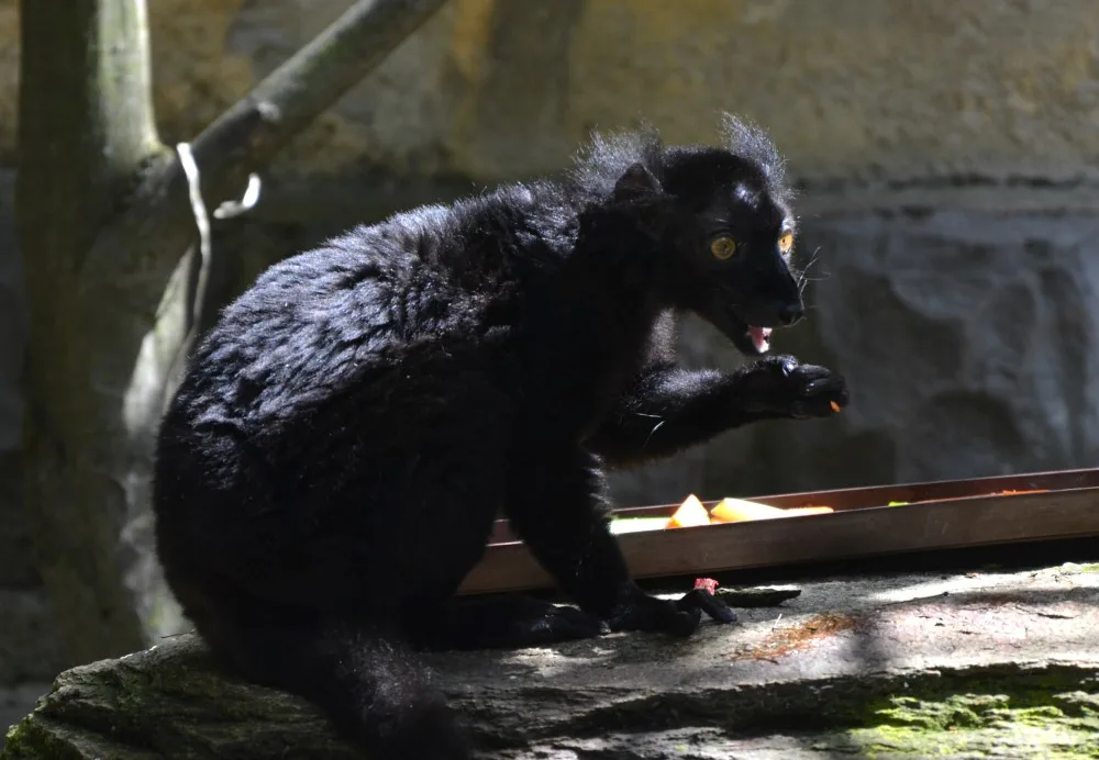 Lemur černý