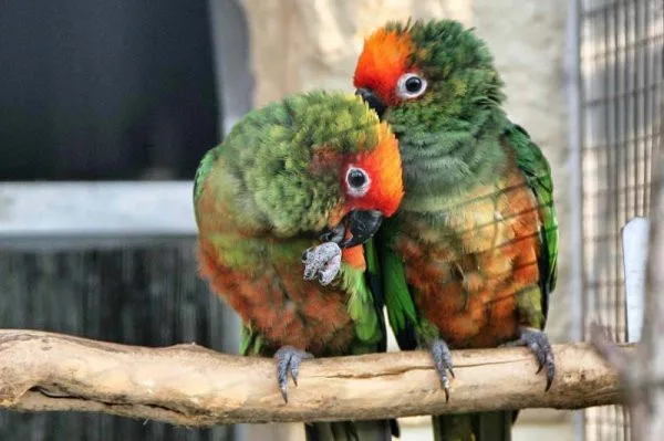 ilustrační foto, zdroj: http://www.papouscizoo.cz/