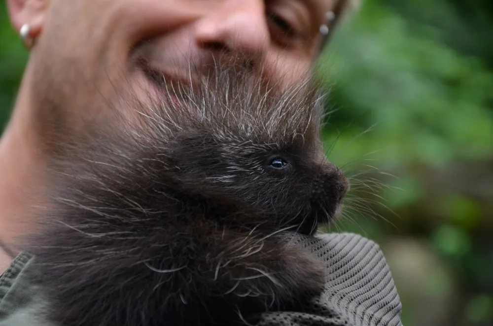 Urzon kanadský, foto: Zoo Brno
