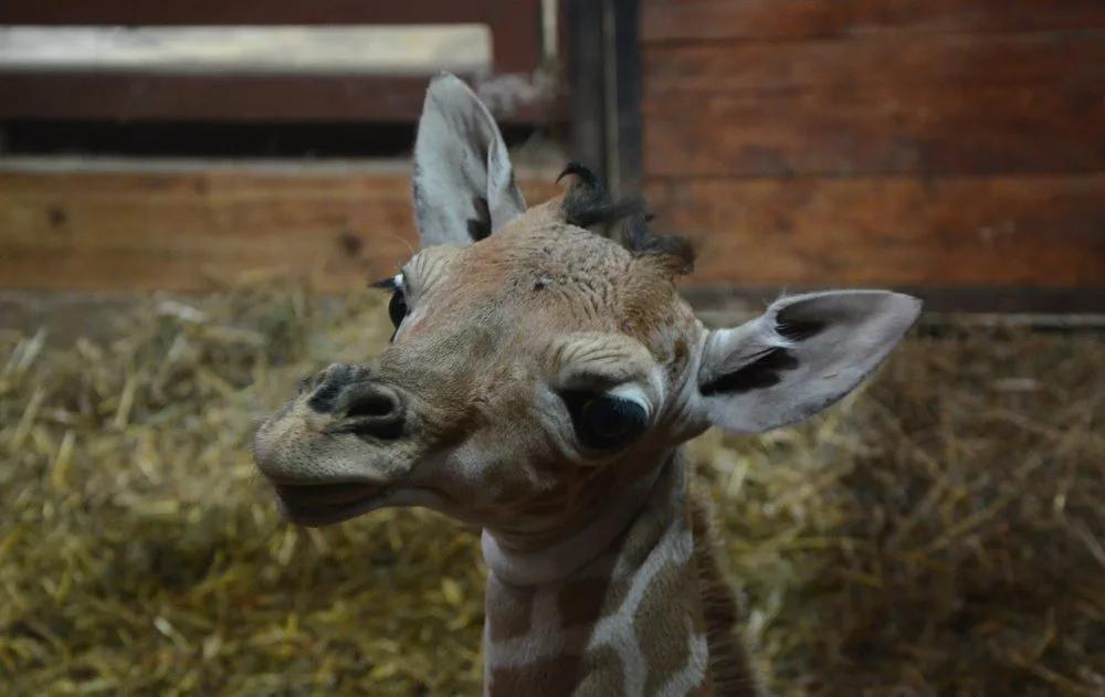 Mláďátko žirafy v brněnské Zoo