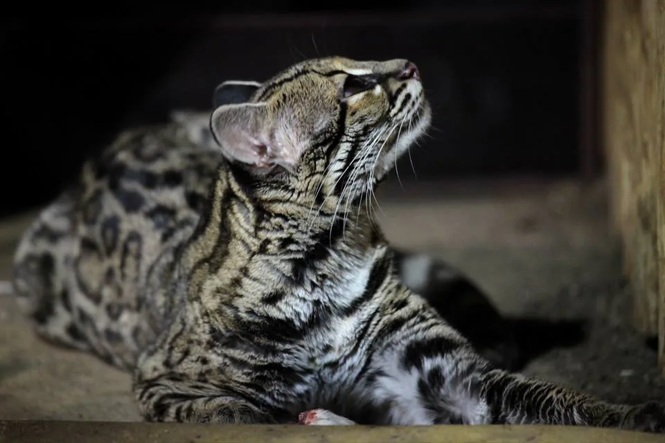 Zdroj: Zoo Brno