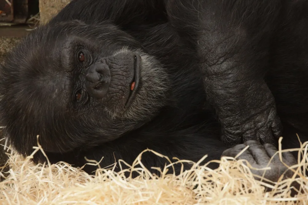 Šimpanz v brněnské zoo, zdroj: Zoo Brno