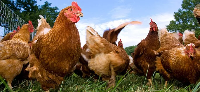 ilustrační foto