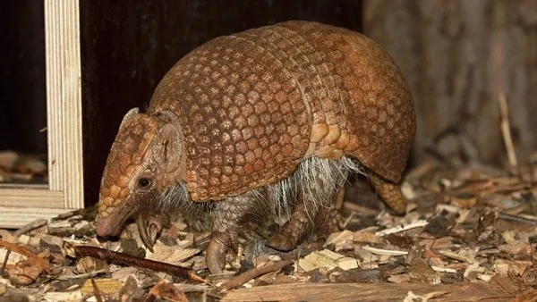 Pásovec Kulovitý, zdroj: Zoo Ostrava