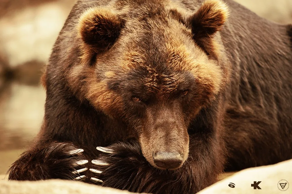 Aplikace brněnské zoo, Autor: Kevin Scherrer