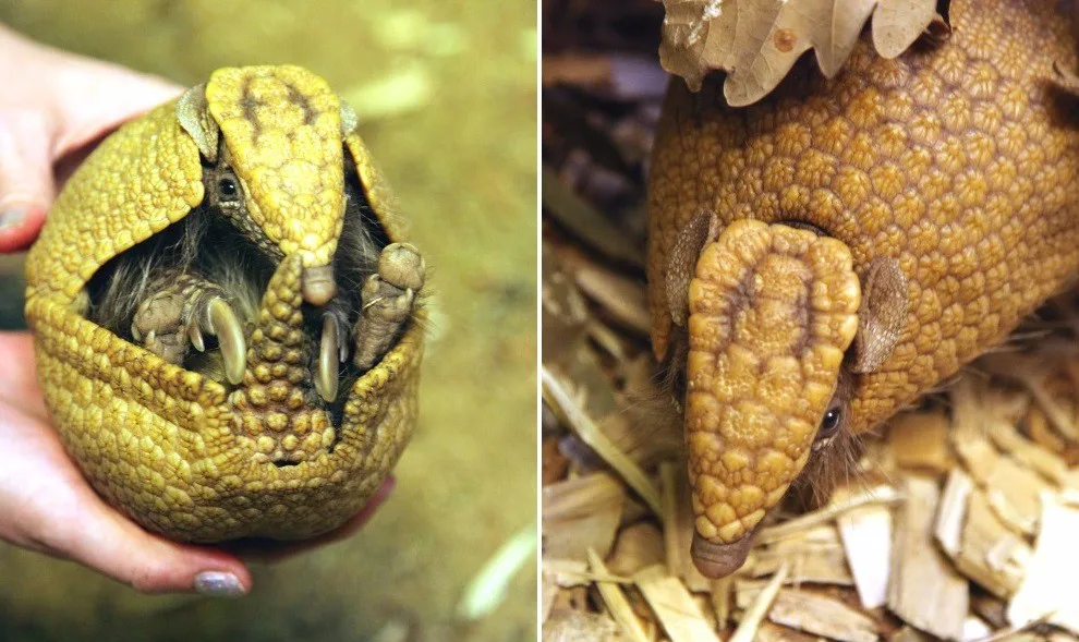 Pásovci kulovití, Zdroj: Zoo Brno