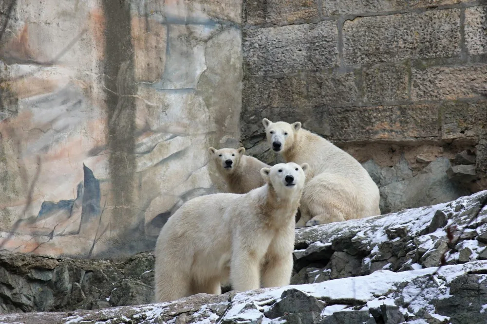 Lední Medvědi v bfněnské zoo, Zoo Brno