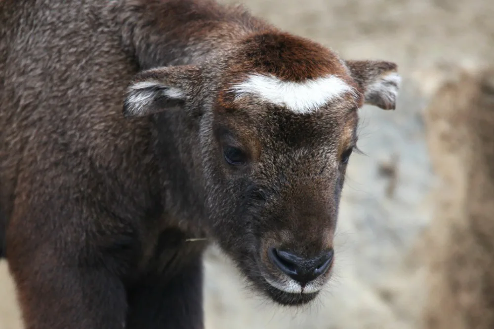 Takin, Zoo Brno