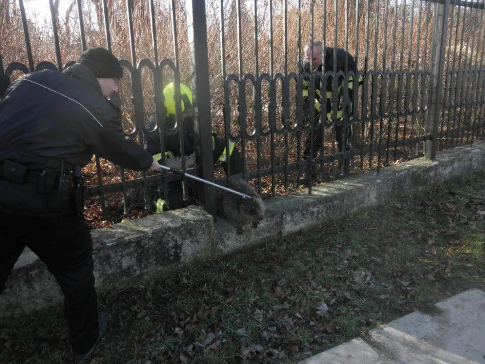 Bobr uvízlý v plotě, zdroj: HZS JMK