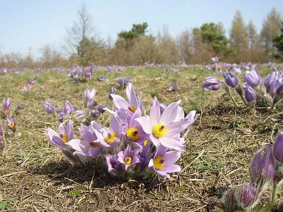 Koniklec, Zdroj: botany.cz, autor: Ladislav Hoskovec