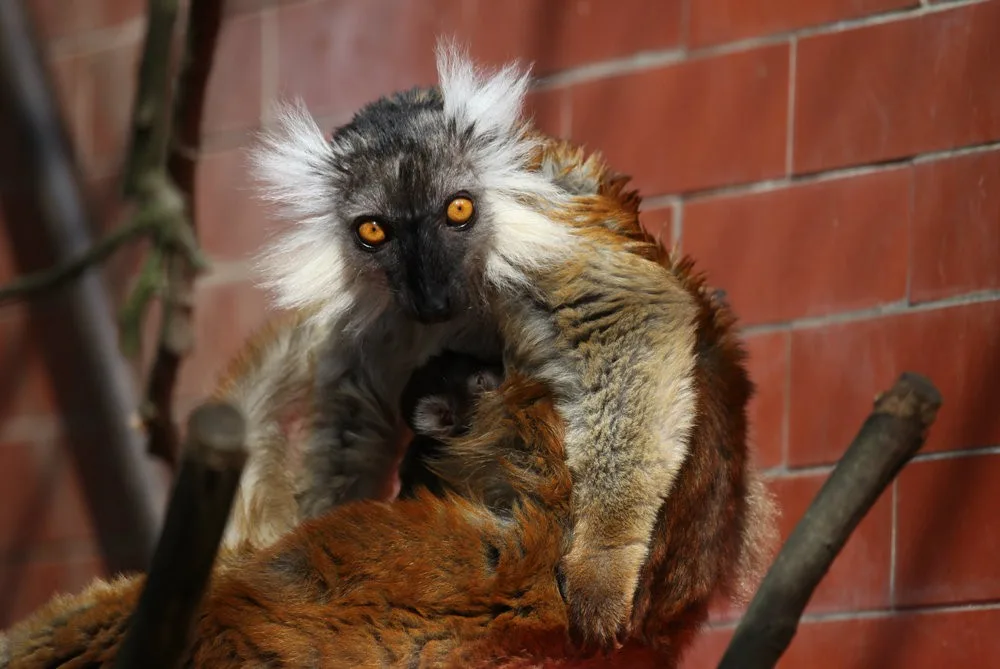 Lemur tmavý, maminka Magdálena s mládětem, zdroj: Zoo Brno