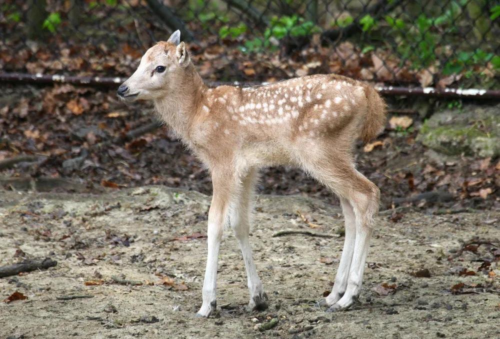 Mládě jelena milu, zdroj: Zoo Brno