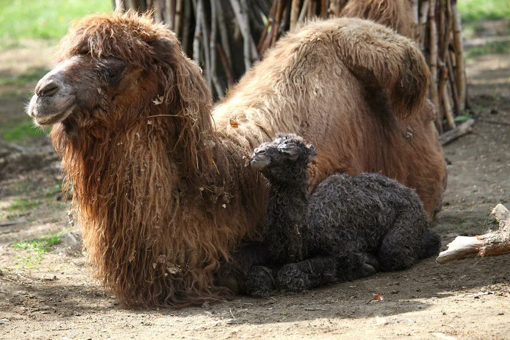 Velbloudí mládě Valerie, zdroj: zoo Brno